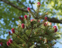 Picea abies