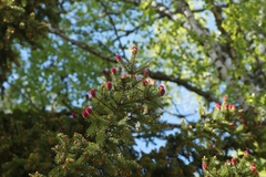 Picea abies