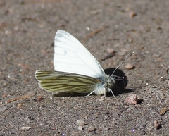 Pieris napi