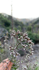 Acourtia microcephala