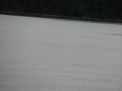 Phoca vitulina richardii