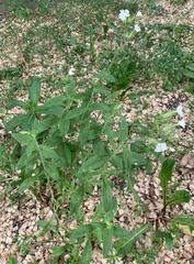 Silene latifolia