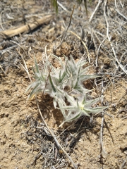 Scleropogoninae