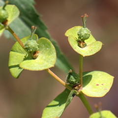 Euphorbia valerianifolia