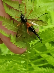 Tanyptera
