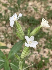 Silene latifolia