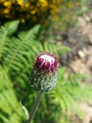 Cirsium filipendulum