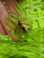 Tanyptera