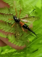 Tanyptera