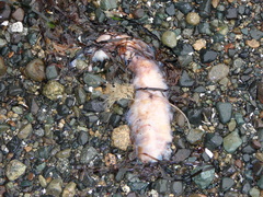 Apostichopus californicus