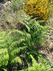 Cirsium filipendulum