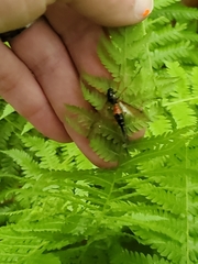 Tanyptera