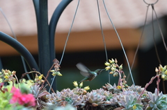 Selasphorus flammula