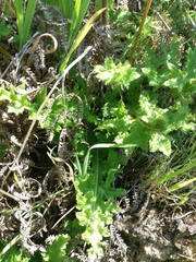 Cirsium filipendulum