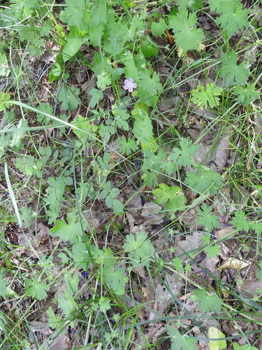Image of Geranium albanum by (c) Konstantin Grebennikov, some rights reserved (CC BY)