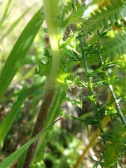 Cirsium filipendulum