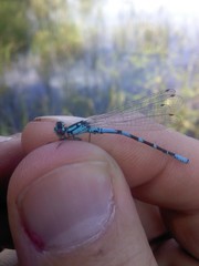 Coenagrion interrogatum