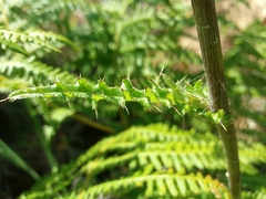 Cirsium filipendulum