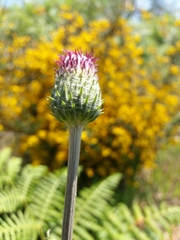 Cirsium filipendulum