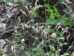 Silene italica