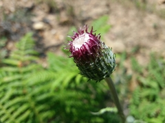 Cirsium filipendulum