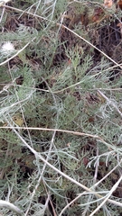 Pycnocomon intermedium