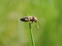 Agriotes sputator