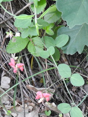 Lathyrus rotundifolius miniatus