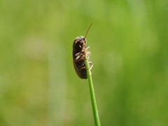 Agriotes sputator