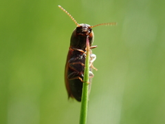 Agriotes sputator