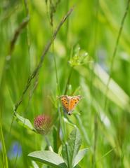 Lycaena phlaeas