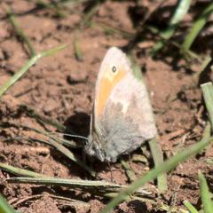 Coenonympha pamphilus