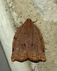 Archips rileyana