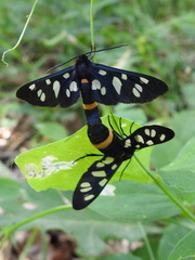 Lepidoptera