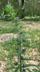 Echium vulgare