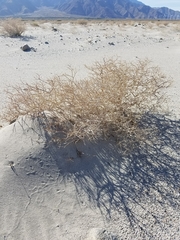 Psorothamnus arborescens