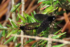 Chrysopilus connexus