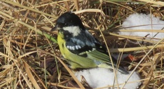 Periparus venustulus