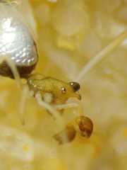 Argyrodes argentatus