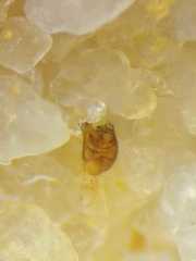 Argyrodes argentatus