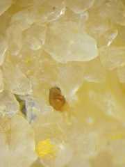 Argyrodes argentatus