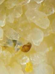 Argyrodes argentatus