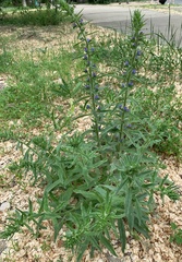 Echium vulgare