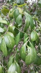 Elaeocarpus reticulatus