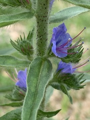 Echium vulgare