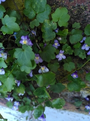 Cymbalaria muralis