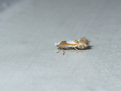 Phyllonorycter fitchella