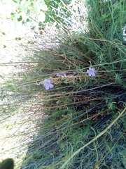Penstemon triphyllus