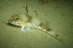 Chitonotus pugetensis