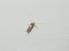 Phyllonorycter fitchella